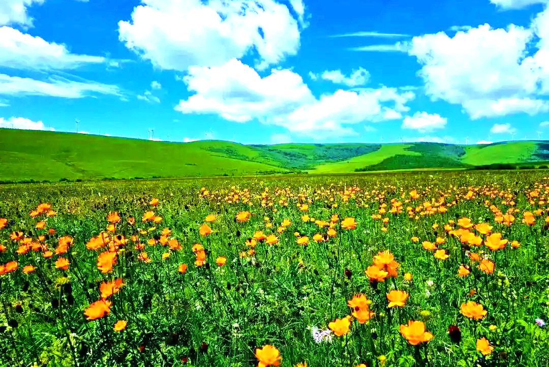 灯笼河草原 灯笼河草原