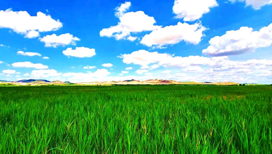 其甘诺尔湖边草原