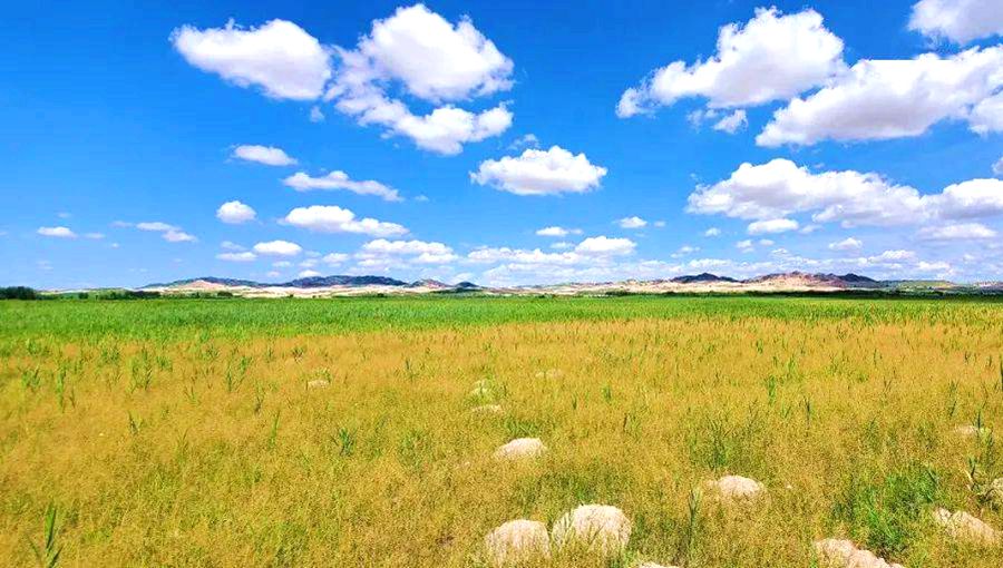 其甘湖周围的漫甸草原