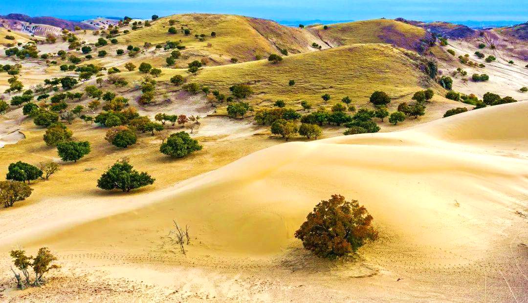 其甘沙漠与松树山