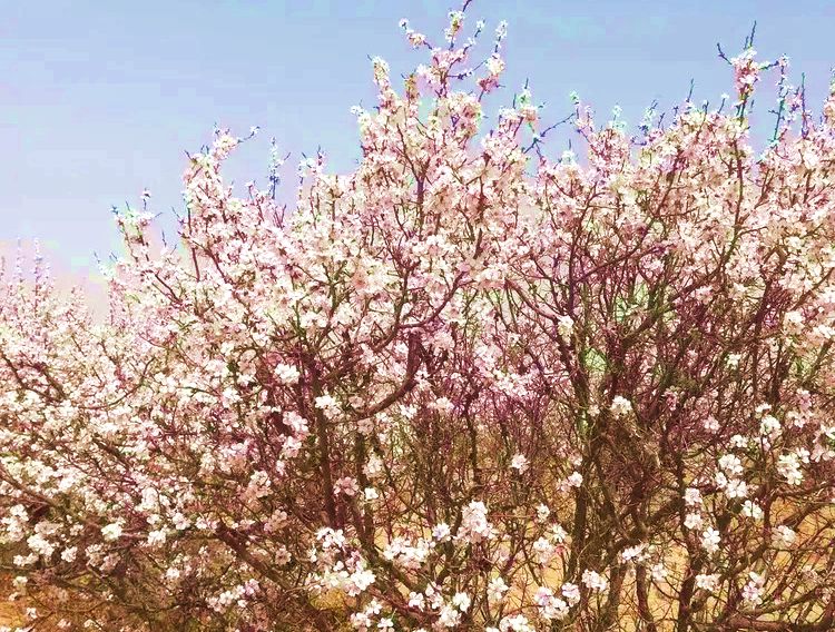 老爷梁南坡万亩杏花 老爷梁南坡万亩杏花