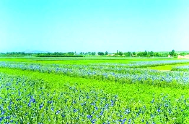 牛家营镇中药材种植基地