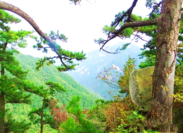 马鞍山自然风景区迎客松