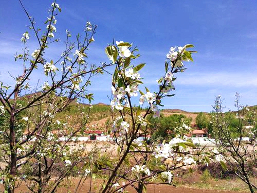 小牛群镇通台沟梨花盛开