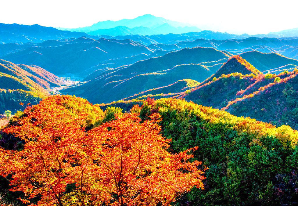 茅荆坝森林公园