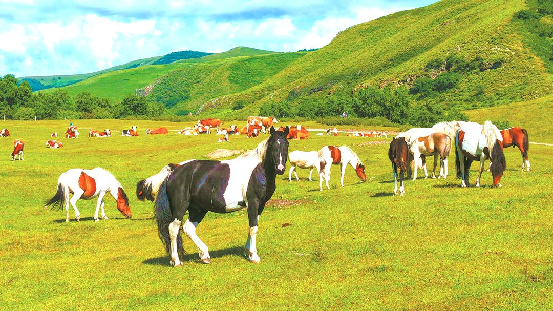 巴彦温都尔苏木塔林花国家自然公园