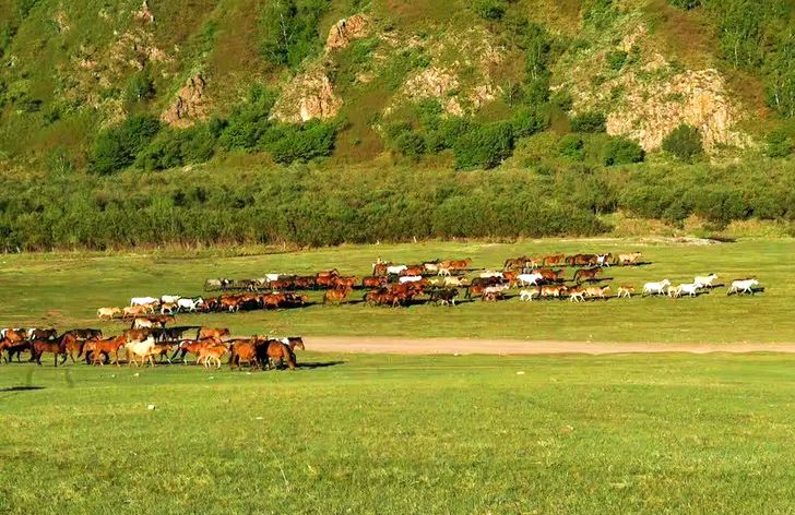 巴彦温都尔苏木转场