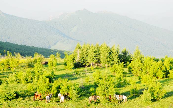 高格斯台罕乌拉自然保护区