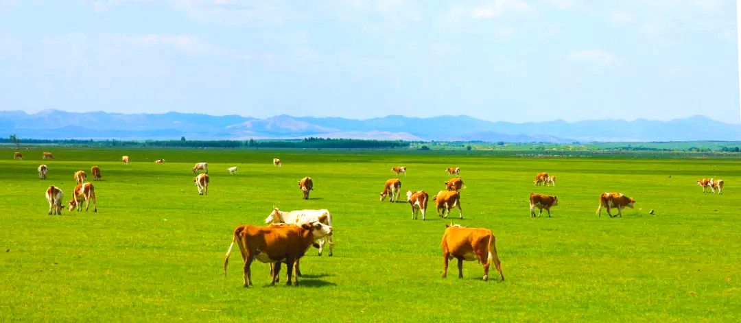 巴彦诺尔草原(巴彦诺尔嘎查)