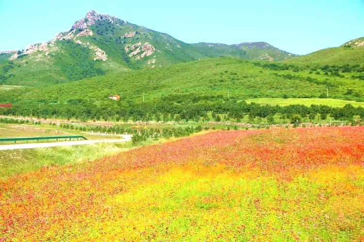 代白勿苏花海 代白勿苏花海