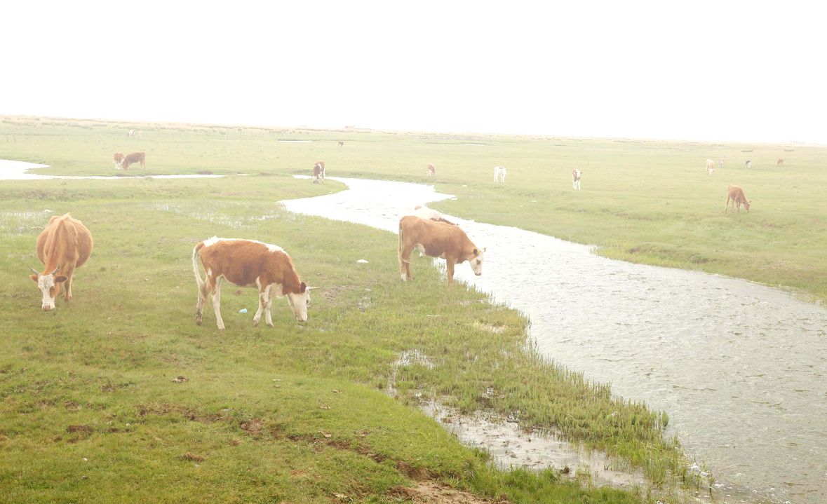 扎嘎斯台草原 扎嘎斯台草原