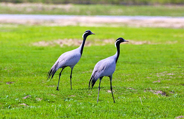 阿鲁科尔沁自然保护区