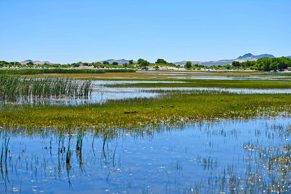 阿鲁科尔沁自然保护区