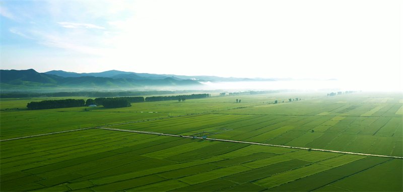 巴日嘎斯台乡万亩稻田 巴日嘎斯台乡万亩稻田