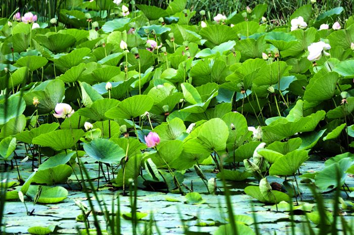 巴彦花水库旅游区的荷花