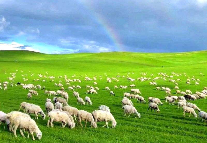 东乌珠尔苏木草原 东乌珠尔苏木草原