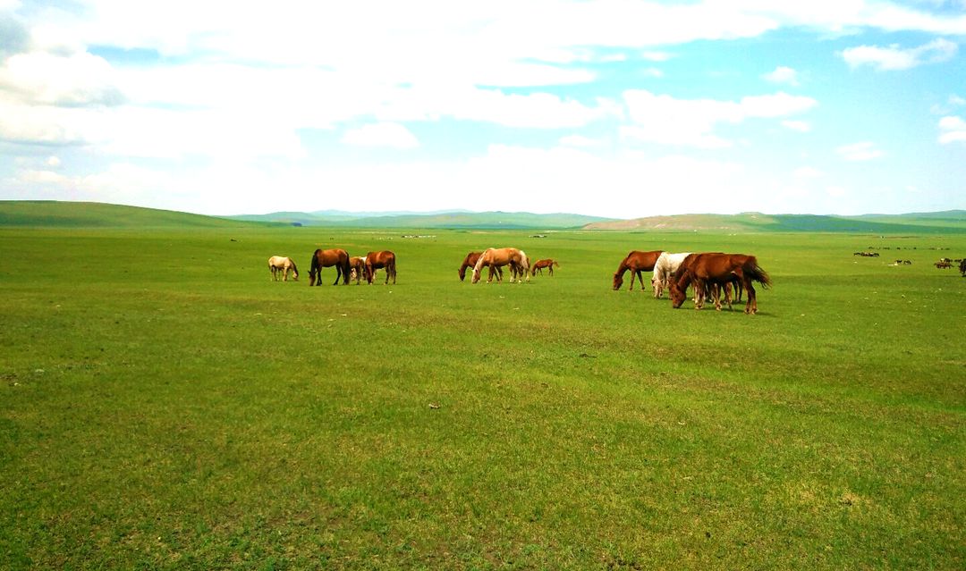 鄂温克草原 鄂温克草原