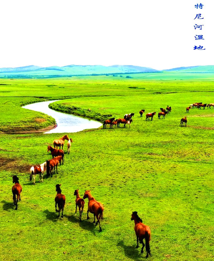 宝日希勒镇特尼河湿地 宝日希勒镇特尼河湿地