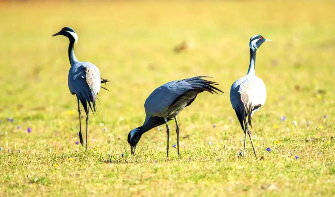 古日格斯台自然保护区
