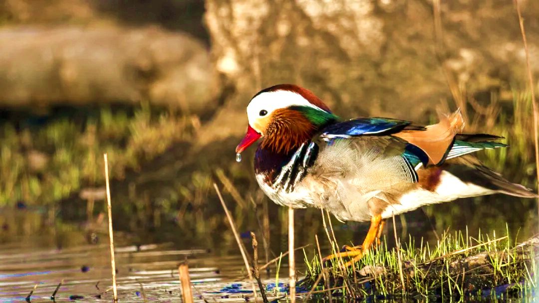 古日格斯台自然保护区