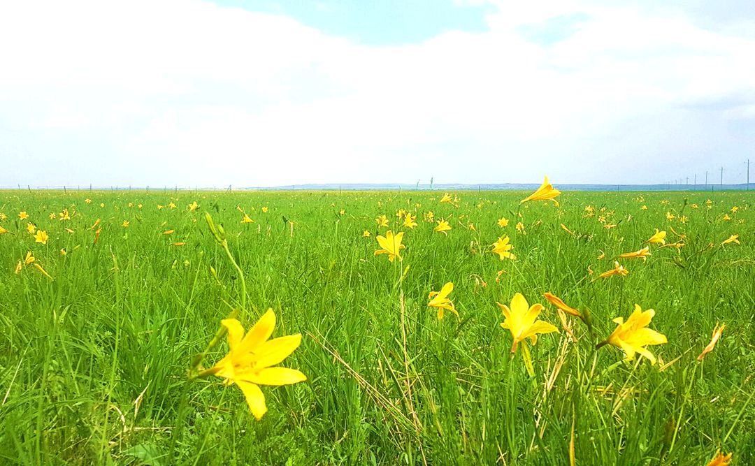 巴彦胡舒苏木草原（赛罕淖尔嘎查）