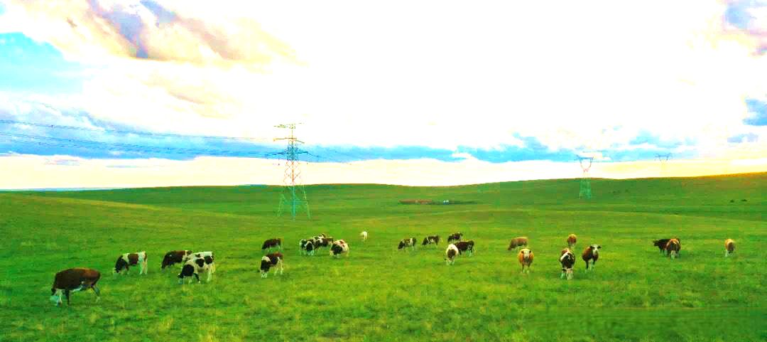 宝力根苏木草原