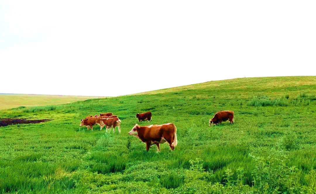 吉尔嘎郎图苏木草原