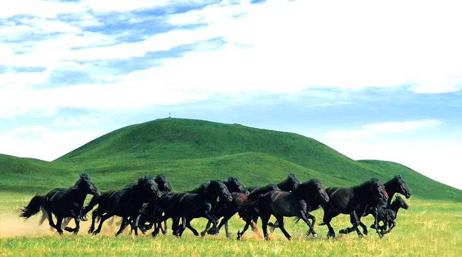 巴彦图嘎苏木草原上的阿巴嘎黑马