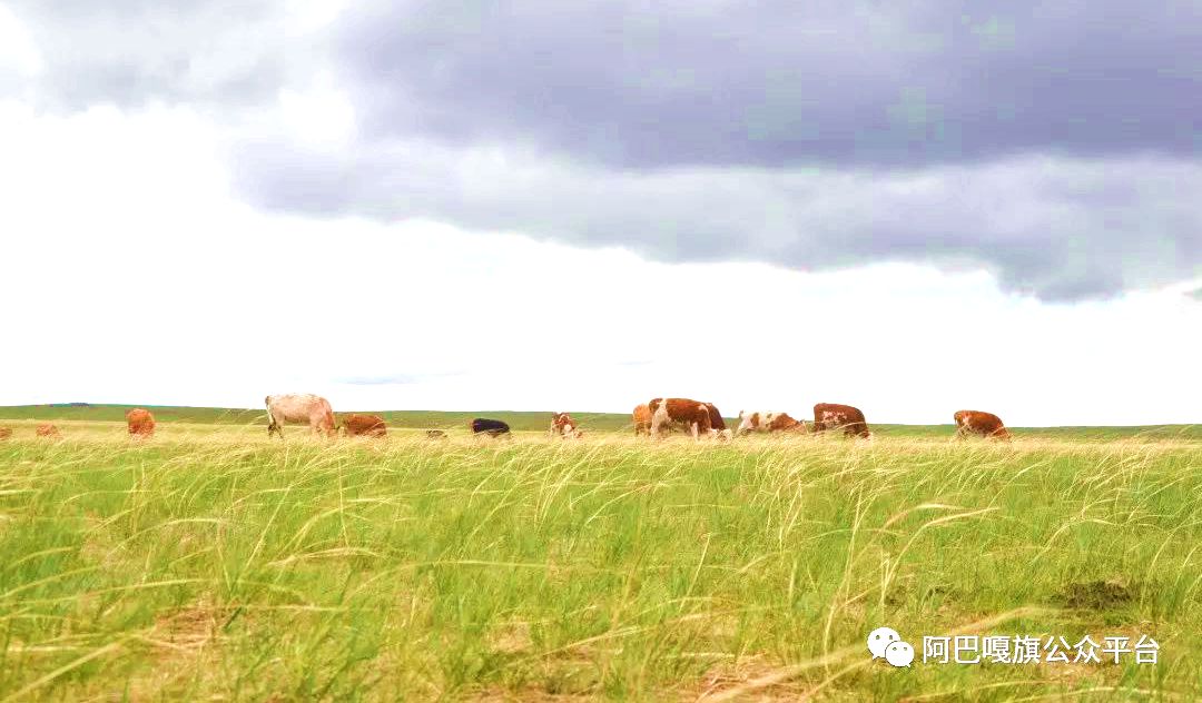 那仁宝拉格苏木草原