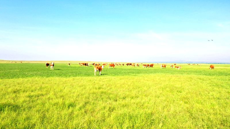 宝绍岱苏木草原