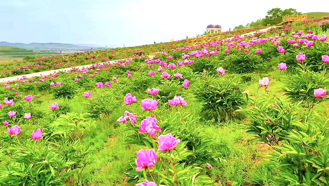 宝昌镇芍药沟景区 宝昌镇芍药沟景区
