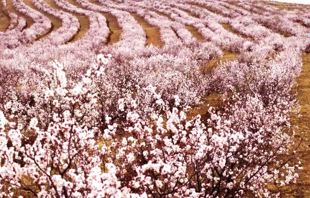 太仆寺旗万亩杏林 太仆寺旗万亩杏林