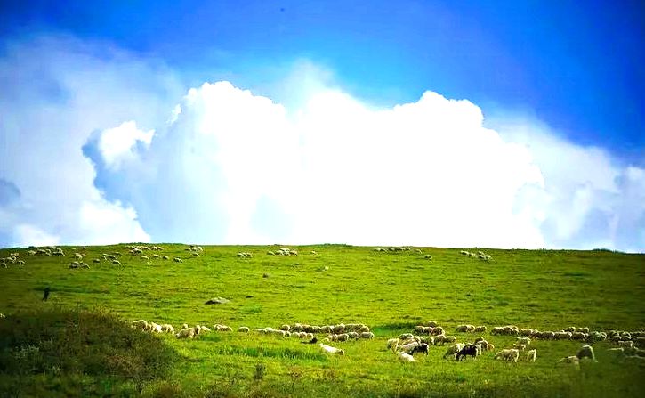 淖尔梁高山草原
